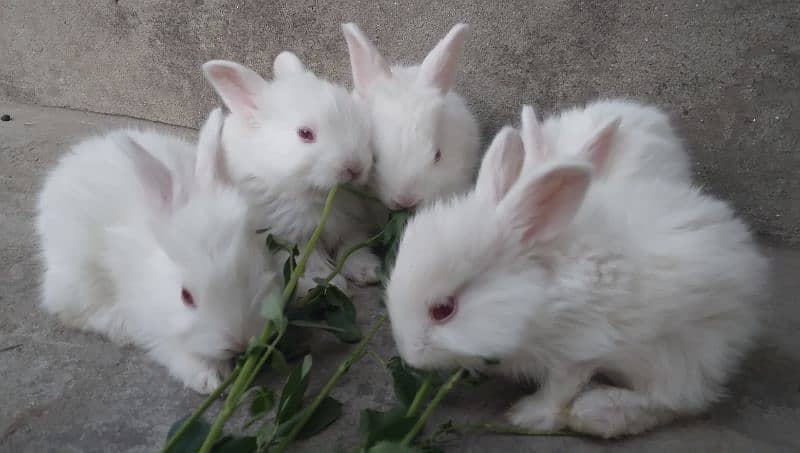 Red Eye White Long Hair Angora-like and and Many Other Rabbits 4