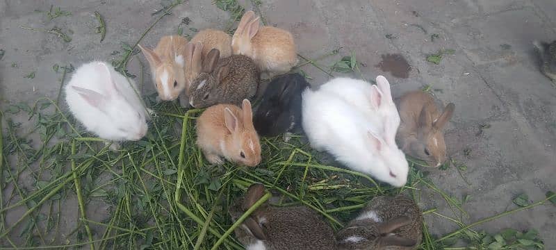 Red Eye White Long Hair Angora-like and and Many Other Rabbits 2