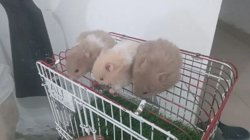 hamsters for sale