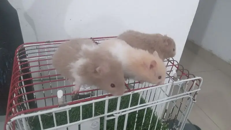 hamsters for sale — photo 2