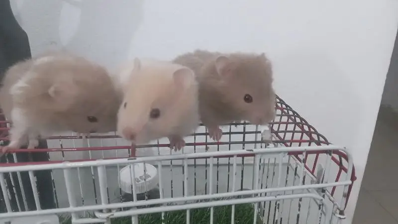 hamsters for sale — photo 3