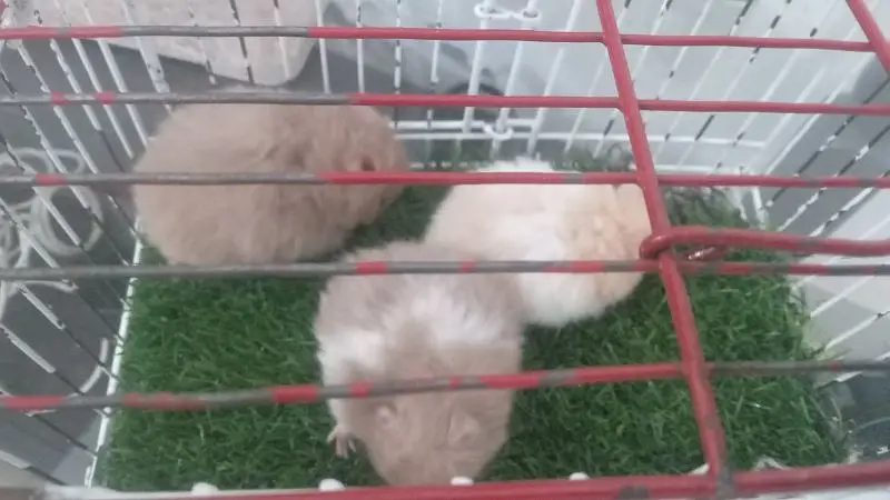 hamsters for sale — photo 4