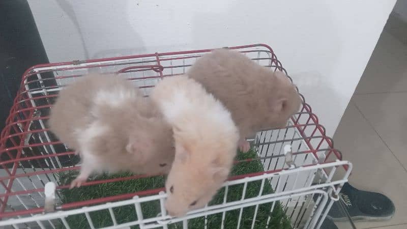 hamsters for sale 4