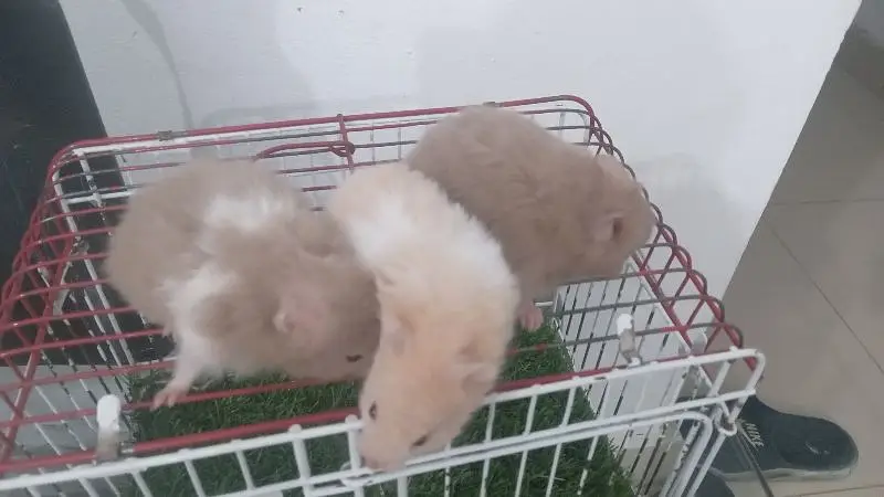 hamsters for sale — photo 5