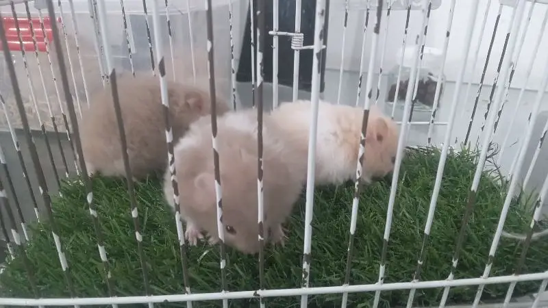 hamsters for sale — photo 6