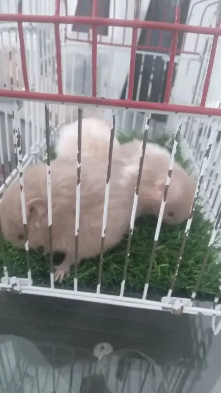 hamsters for sale — photo 7