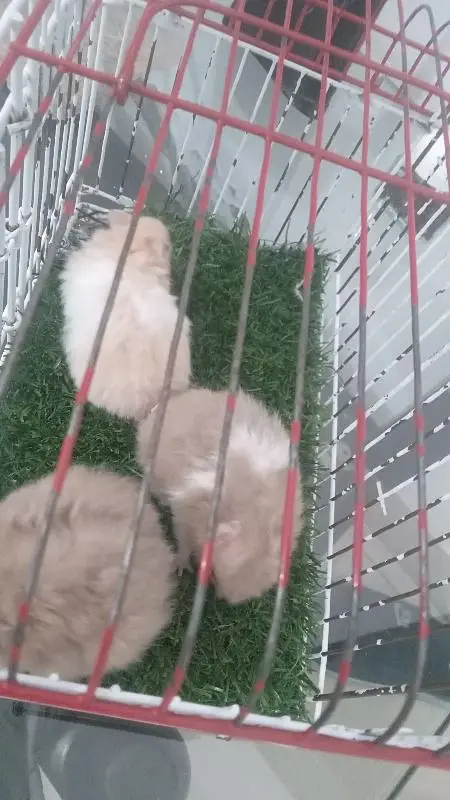 hamsters for sale — photo 8