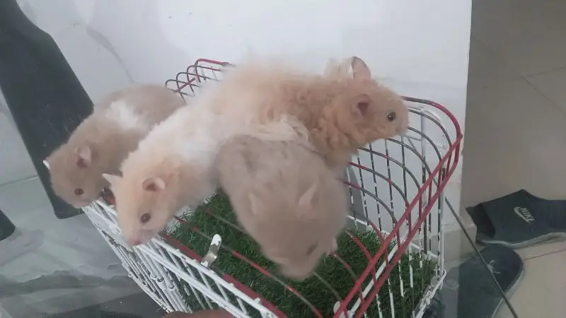 hamsters for sale — photo 9