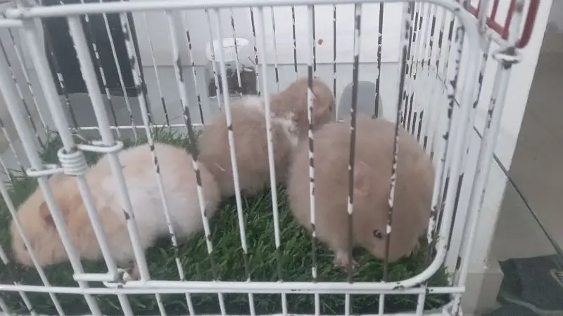 hamsters for sale — photo 10