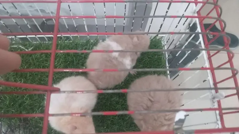 hamsters for sale — photo 11