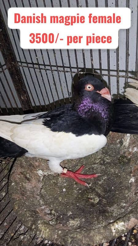 Fancy and foster pigeons for sale 0