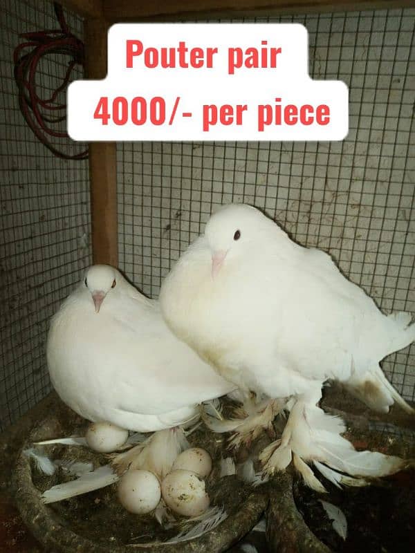 Fancy and foster pigeons for sale 1
