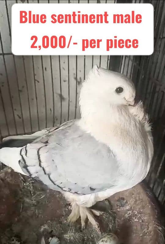 Fancy and foster pigeons for sale 2