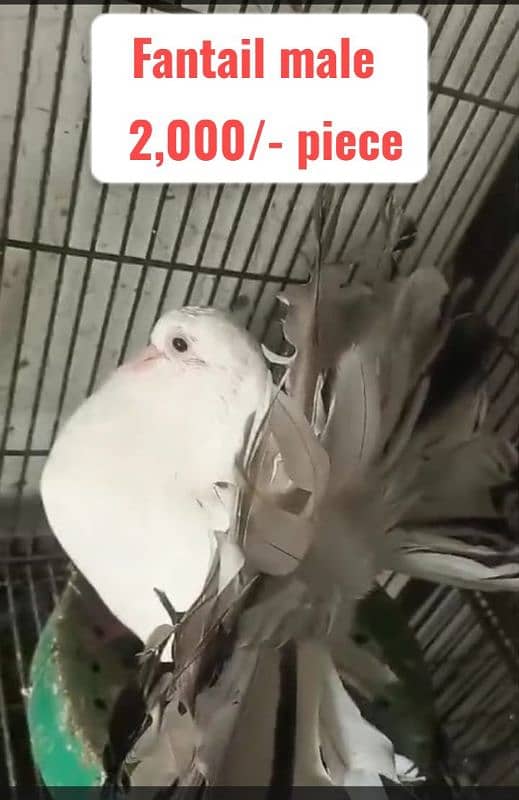 Fancy and foster pigeons for sale 3
