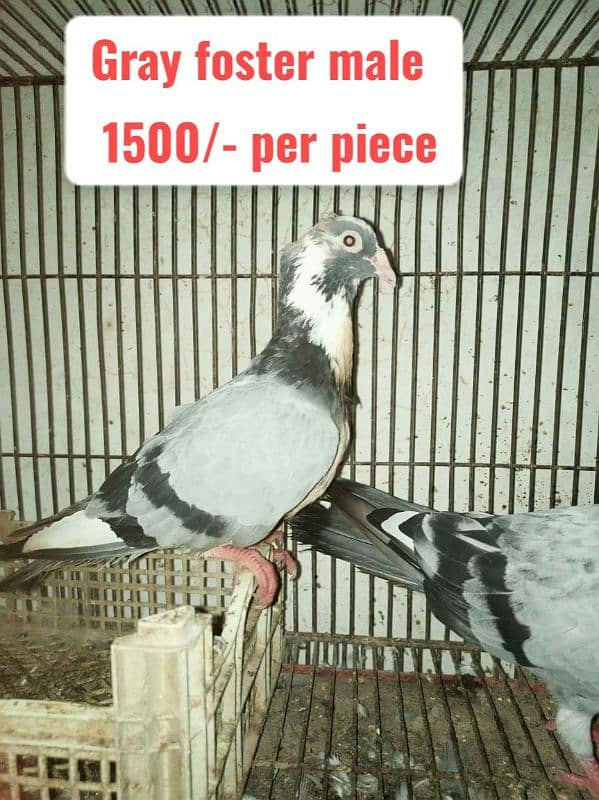 Fancy and foster pigeons for sale 4