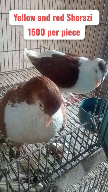 Fancy and foster pigeons for sale 6
