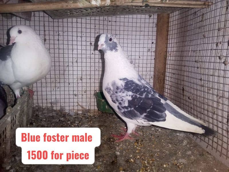 Fancy and foster pigeons for sale 7