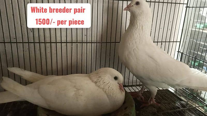 Fancy and foster pigeons for sale 9
