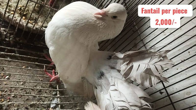 Fancy and foster pigeons for sale 10