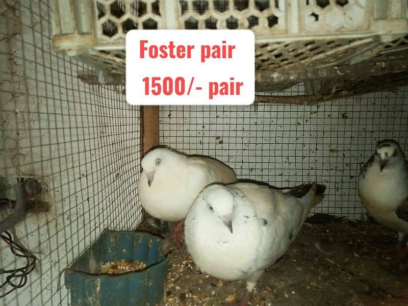 Fancy and foster pigeons for sale 11