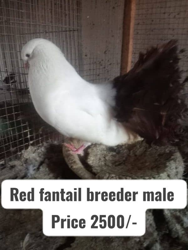 Fancy and foster pigeons for sale 12