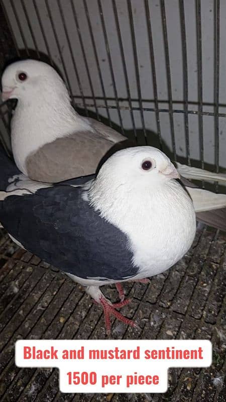 Fancy and foster pigeons for sale 13