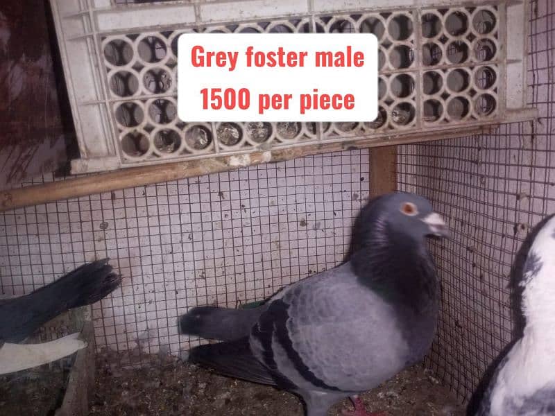 Fancy and foster pigeons for sale 14