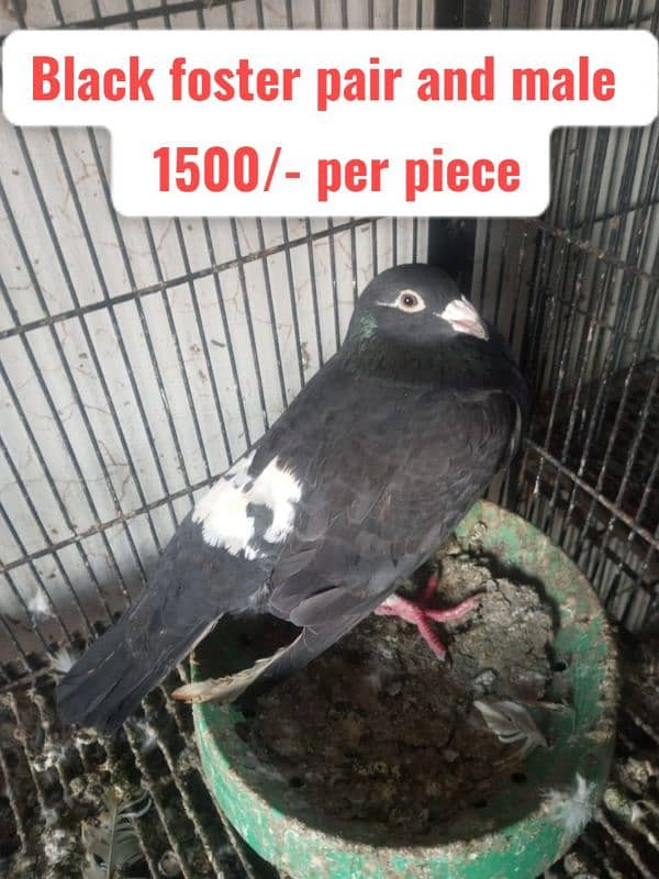 Fancy and foster pigeons for sale 15