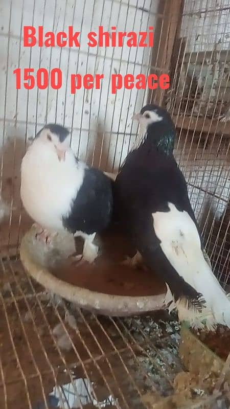 Fancy and foster pigeons for sale 16