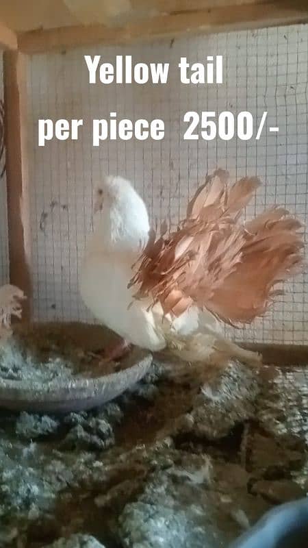 Fancy and foster pigeons for sale 17