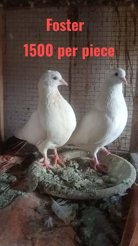 Fancy and foster pigeons for sale 18