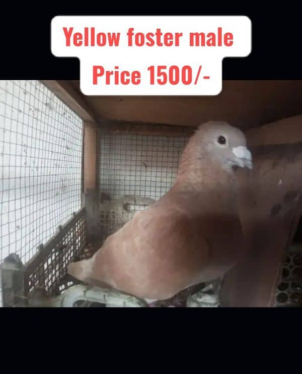 Fancy and foster pigeons for sale 19