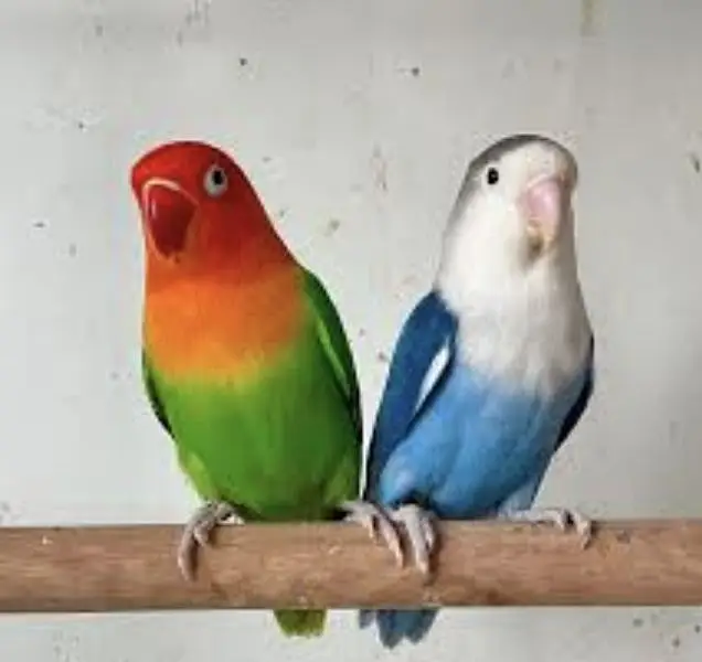 lovebird — photo 10