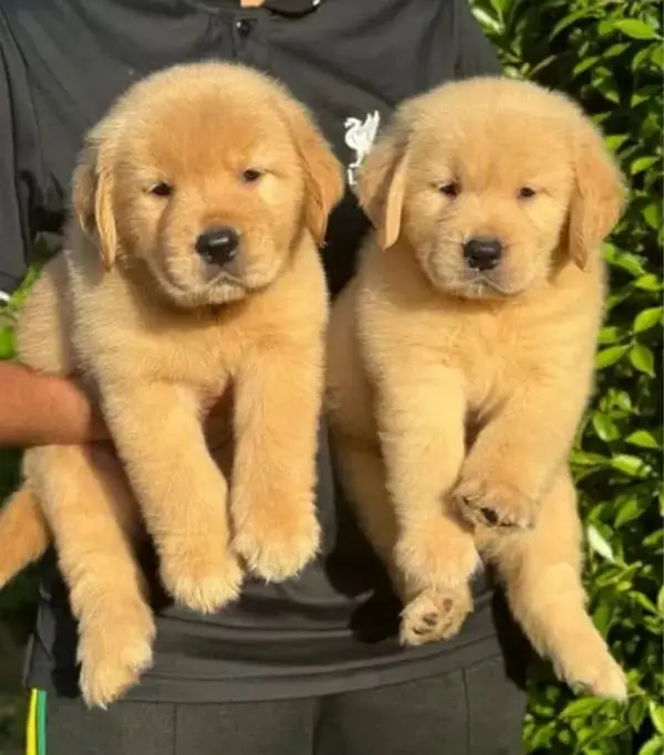 golden retriever puppy for sale