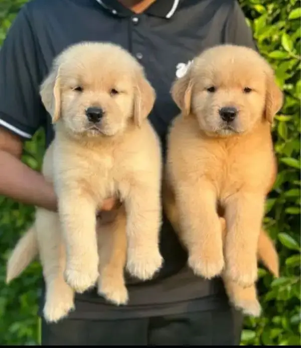 golden retriever puppy for sale — photo 2