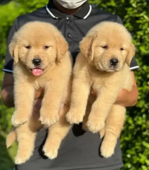 golden retriever puppy for sale — photo 3