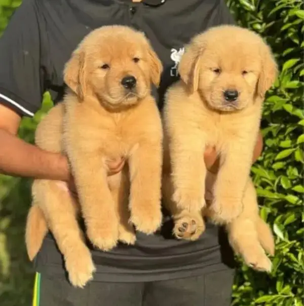 golden retriever puppy for sale — photo 4