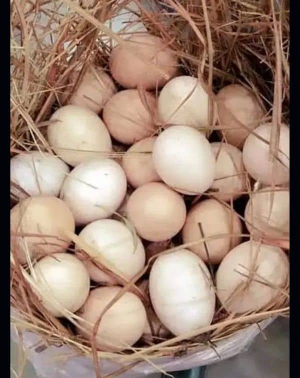 Fresh & Fertile Desi Eggs 0