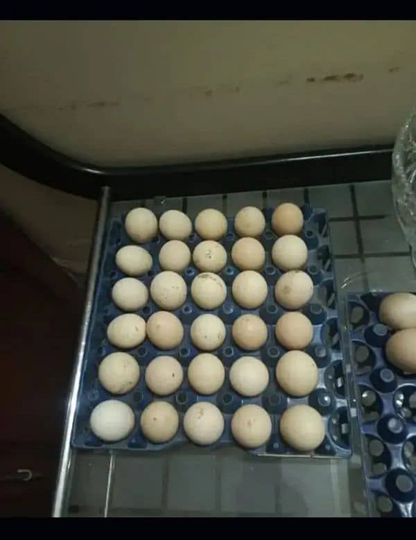 Fresh & Fertile Desi Eggs 1