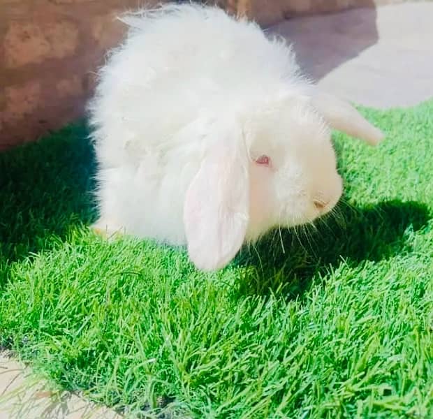 holland lop pair red eyes 0
