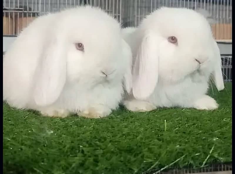 holland lop pair red eyes 1
