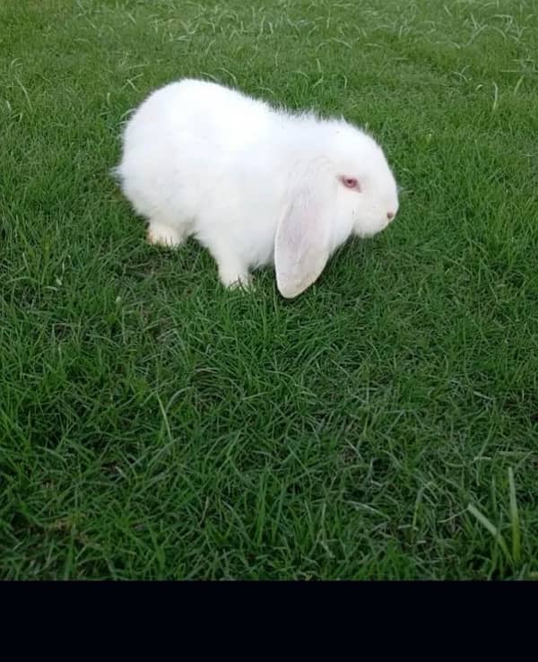 holland lop pair red eyes 2