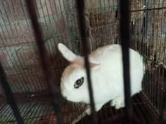 Blanc de Hotot