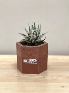 Pots for sale