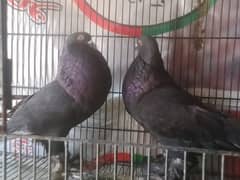 2 pair breeder and 2 single male