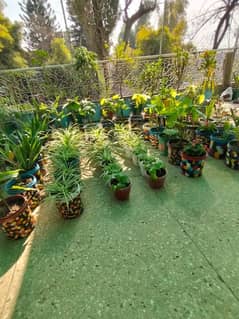 Home Plants For Decoration. Offices and Indoors