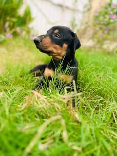 Doberman pinscher