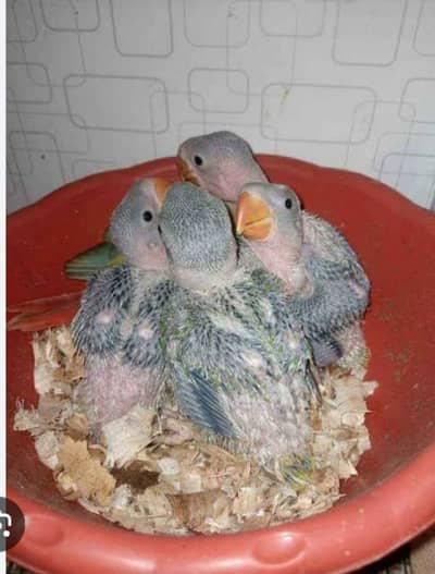 Ringnak and Raw parrot and check Conor