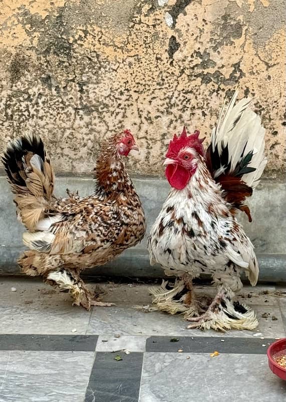 Milli Flower Fancy Hen Milli Fleur Breeder Pair 0