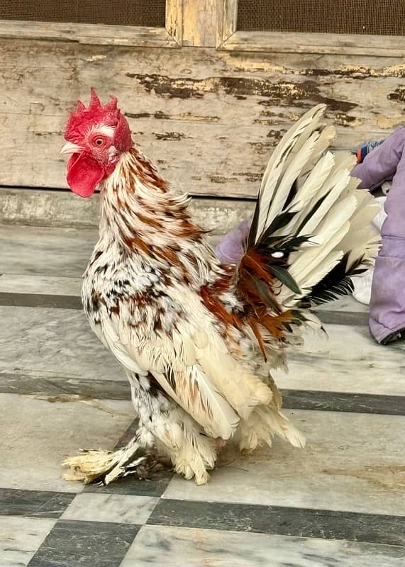 Milli Flower Fancy Hen Milli Fleur Breeder Pair 1